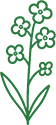 Rapeseed